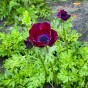 Anemone Bordeaux 10 Bulbs Ready for Planting Now in UK Autumn Outdoor Gardens