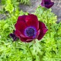 Anemone Bordeaux 10 Bulbs Ready for Planting Now in UK Autumn Outdoor Gardens