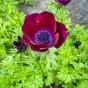 Anemone Bordeaux 10 Bulbs Ready for Planting Now in UK Autumn Outdoor Gardens