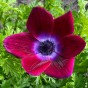 Anemone Bordeaux 10 Bulbs Ready for Planting Now in UK Autumn Outdoor Gardens