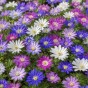 Spring Flower Bulb Collection - 300 Autumn Planting Bulbs - Tulips, Crocus, Alliums, Iris, Anemones & Puschkinia