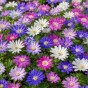 100 - 900 Autumn Planting Bulbs – Spring Flower Collection + Fast Dissolving Plant Food Tablets (Tulips, Crocus, Alliums, Iris, Anemones & Puschkinia) by Jamieson Brothers