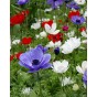 Anemone De Caen 40 Bulbs - Flowers Bulbs by Jamieson Brothers