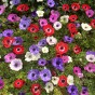 Anemone De Caen 40 Bulbs - Flowers Bulbs by Jamieson Brothers