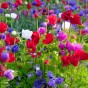 Anemone De Caen (Anemone Coronaria) 15x Spring Planting Flower Bulbs