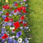 Anemone De Caen (Anemone Coronaria) 15x Spring Planting Flower Bulbs