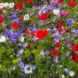 Anemone De Caen (Anemone Coronaria) 15x Spring Planting Flower Bulbs