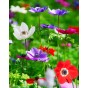 Anemone De Caen 40 Bulbs - Flowers Bulbs by Jamieson Brothers