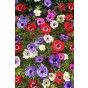Anemone St. Brigid Mix (Anemone Coronaria) 15x Spring Planting Flower Bulbs