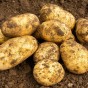 Arran Pilot Seed Potatoes