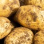 Arran Pilot Seed Potatoes - 20KG