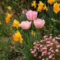 Tulip Double Early Foxtrot 6 Bulbs Ready for Planting Now in UK Autumn Outdoor Gardens
