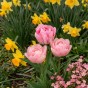 Tulip Double Early Foxtrot 6 Bulbs Ready for Planting Now in UK Autumn Outdoor Gardens