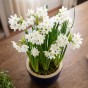 Daffodil Paperwhite Prepared For Indoors 5 Bulbs Ready for Planting Now in UK Autumn Indoor Gardens