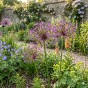 Allium Toabago 8 Bulbs Ready for Planting Now in UK Autumn Outdoor Gardens