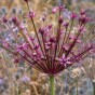 Allium Toabago 8 Bulbs Ready for Planting Now in UK Autumn Outdoor Gardens