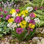 Allium Mix 50 Bulbs Ready for Planting Now in UK Autumn Outdoor Gardens