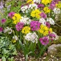 Allium Mix 50 Bulbs Ready for Planting Now in UK Autumn Outdoor Gardens