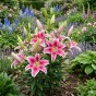 Lilium Oriental Stargazer 2 Bulbs Ready for Planting Now in UK Autumn Outdoor Gardens