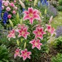 Lilium Oriental Stargazer 2 Bulbs Ready for Planting Now in UK Autumn Outdoor Gardens