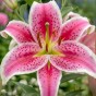 Lilium Oriental Stargazer 2 Bulbs Ready for Planting Now in UK Autumn Outdoor Gardens