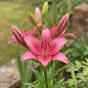 Lilium Asiatic Pink 2 Bulbs Ready for Planting Now in UK Autumn Outdoor Gardens by Jamieson Brothers