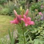 Lilium Asiatic Pink 2 Bulbs Ready for Planting Now in UK Autumn Outdoor Gardens by Jamieson Brothers