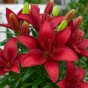 Lilium Asiatic Red 2 Bulbs Ready for Planting Now in UK Autumn Outdoor Gardens by Jamieson Brothers