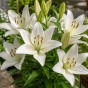 Lilium Asiatic White 2 Bulbs Ready for Planting Now in UK Autumn Outdoor Gardens