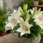 Lilium Asiatic White 2 Bulbs Ready for Planting Now in UK Autumn Outdoor Gardens