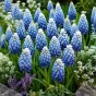 Muscari Aucheri Ocean Magic 15 Bulbs Ready for Planting Now in UK Autumn Outdoor Gardens by Jamieson Brothers