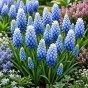Muscari Aucheri Ocean Magic 15 Bulbs Ready for Planting Now in UK Autumn Outdoor Gardens by Jamieson Brothers