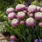 Tulip Double Late Peggy Wonder 3 Bulbs Ready for Planting Now in UK Autumn Outdoor Gardens