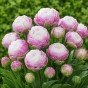 Tulip Double Late Peggy Wonder 3 Bulbs Ready for Planting Now in UK Autumn Outdoor Gardens