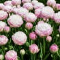 Tulip Double Late Peggy Wonder 3 Bulbs Ready for Planting Now in UK Autumn Outdoor Gardens