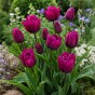 Tulip Night Club 7 Bulbs Ready for Planting Now in UK Autumn Outdoor Gardens