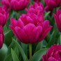 Tulip Night Club 7 Bulbs Ready for Planting Now in UK Autumn Outdoor Gardens