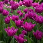 Tulip Night Club 7 Bulbs Ready for Planting Now in UK Autumn Outdoor Gardens