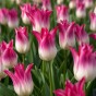 Tulip Whispering Dream 5 Bulbs Ready for Planting Now in UK Autumn Outdoor Gardens