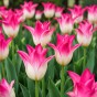 Tulip Whispering Dream 5 Bulbs Ready for Planting Now in UK Autumn Outdoor Gardens
