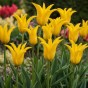 Tulip Flashback 7 Bulbs Ready for Planting Now in UK Autumn Outdoor Gardens