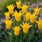 Tulip Flashback 7 Bulbs Ready for Planting Now in UK Autumn Outdoor Gardens