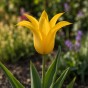 Tulip Flashback 7 Bulbs Ready for Planting Now in UK Autumn Outdoor Gardens