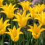 Tulip Flashback 7 Bulbs Ready for Planting Now in UK Autumn Outdoor Gardens