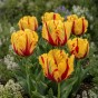 Tulip Texas Flame 7 Bulbs Ready for Planting Now in UK Autumn Outdoor Gardens
