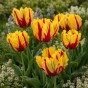 Tulip Texas Flame 7 Bulbs Ready for Planting Now in UK Autumn Outdoor Gardens