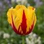 Tulip Texas Flame 7 Bulbs Ready for Planting Now in UK Autumn Outdoor Gardens