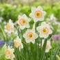 Daffodil (Narcissus) Cosmopolitan 5 Bulbs Ready for Planting Now in UK Autumn Outdoor Gardens