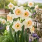 Daffodil (Narcissus) Cosmopolitan 5 Bulbs Ready for Planting Now in UK Autumn Outdoor Gardens