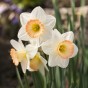 Daffodil (Narcissus) Cosmopolitan 5 Bulbs Ready for Planting Now in UK Autumn Outdoor Gardens